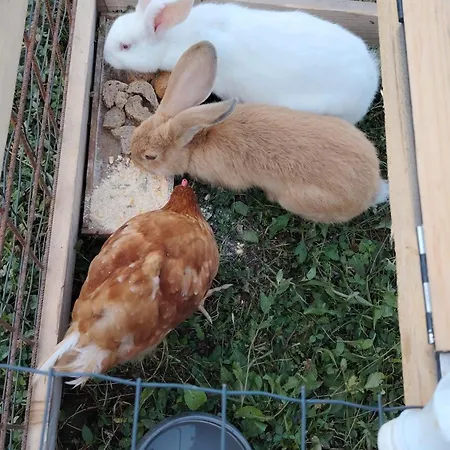 Ranc Na Hribu * Trebnje