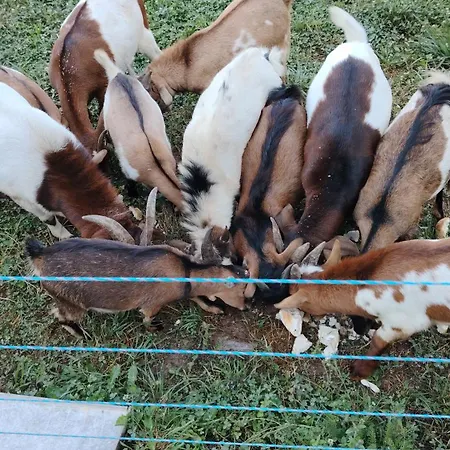 Ranc Na Hribu * Trebnje